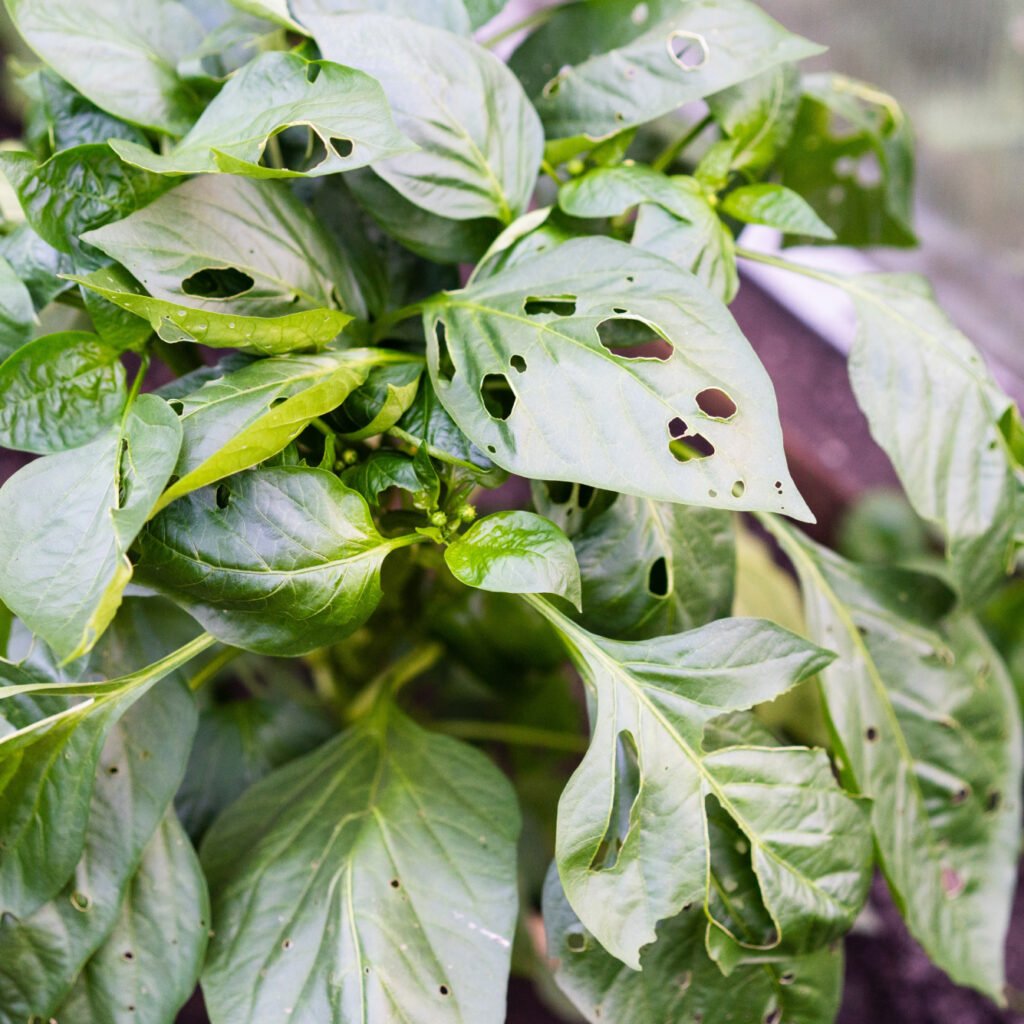 Pest Eaten Bell Pepper Leaves In The Greenhouse Pe KCD9S3Y 1024x1024